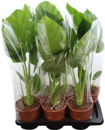 Alocasia Macrorrhiza