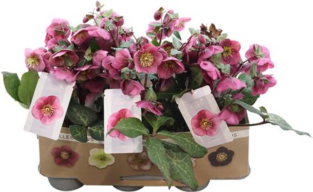 Helleborus Frostkiss Charmer P15