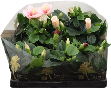 Hibiscus Mix Graff Rosa Sin Longifl