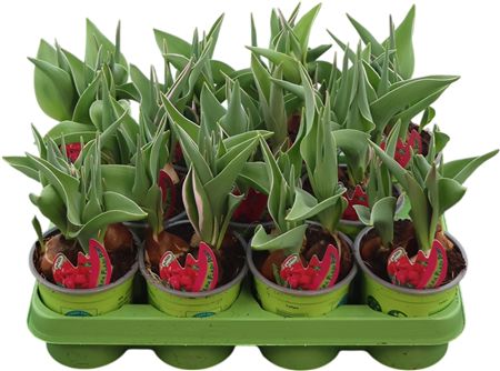 Tulipa Overig Flash Point
