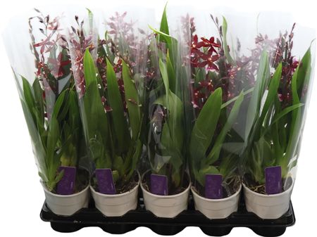 Barrocco Red, 3/4-spike Compact