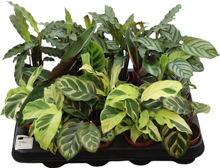 Calathea Gemengd