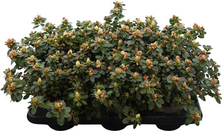 Rhodo Si Sachsenster