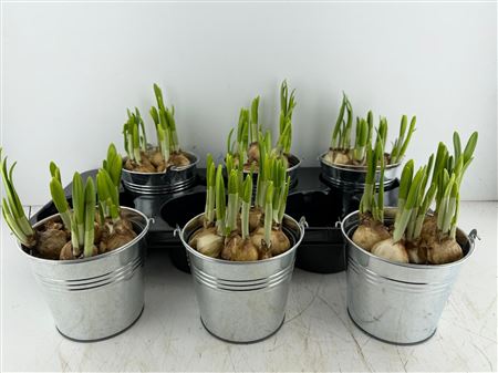 Arr (10) Zinken Emmer