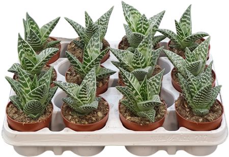 Aloe Variegata Compacta