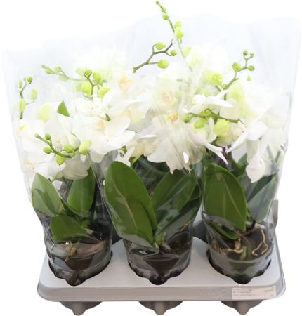 Phal Tablo White 2 Tak (bo)