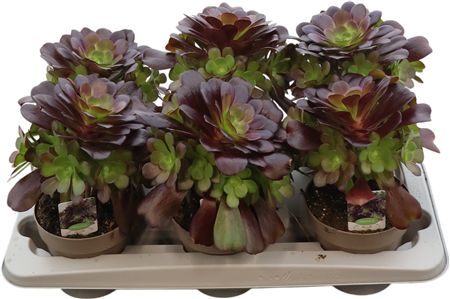 Aeonium Arboreum