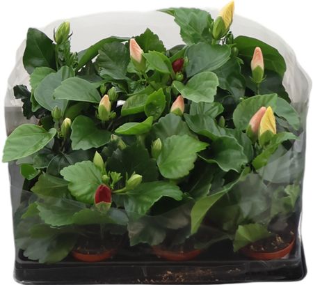 Hibiscus Rosa Sinensis Gemengd