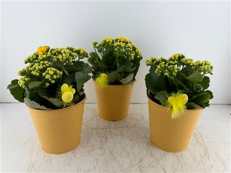 Arr (19) Zinken Emmer Geel