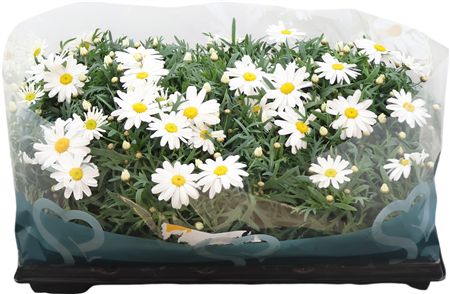 Argyr Frut Giga White