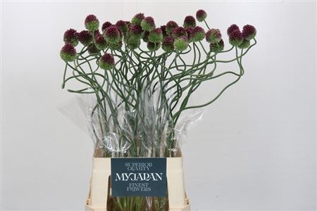 Allium Dancing Tango