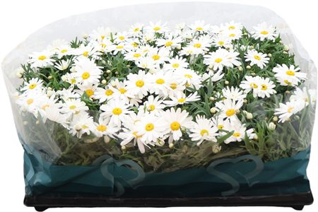 Argyr Frut Giga White