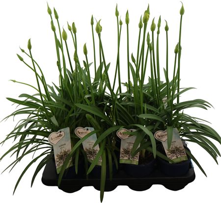 Agapanthus Amourette White 4+