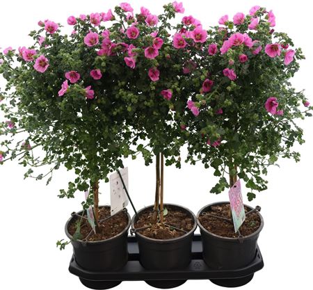 Anisodontea Elegans Stam