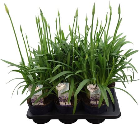 Agapanthus Amourette Blue 6+