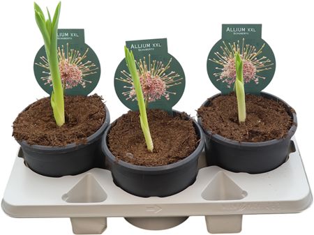 Allium Bol
