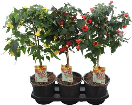 Abutilon Gemengd Stam