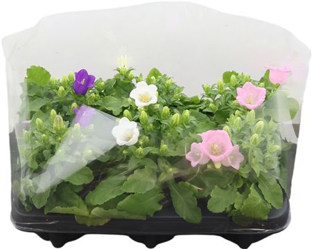 Camp Carillon Gemengd