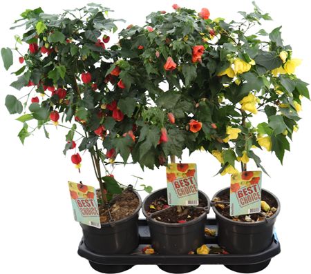 Abutilon Gemengd Stam