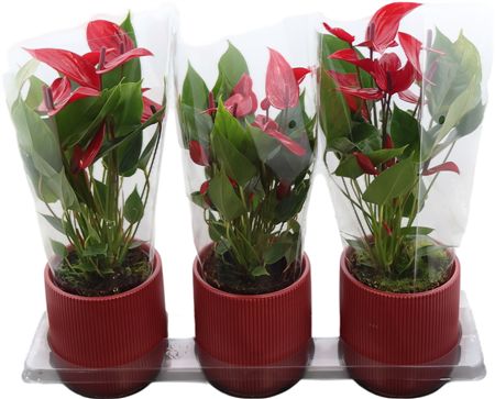 Anthu An Banderola Lava Keramiek Atlanta