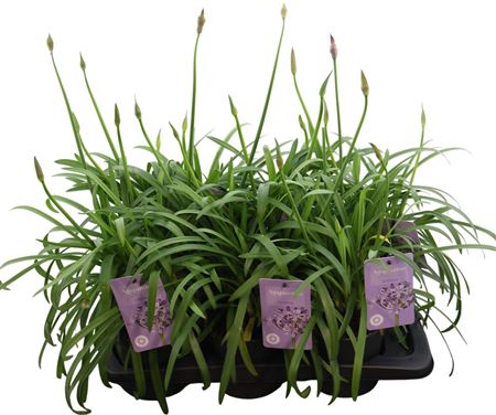 Agapanthus Summer Love Blue 3+