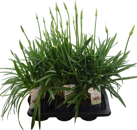 Agapanthus Amourette White 6+