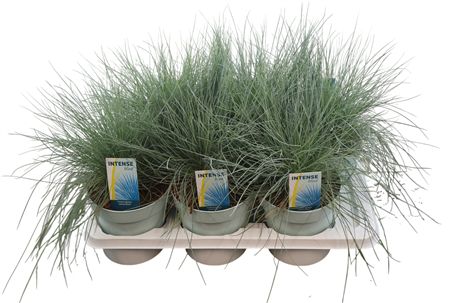 Festuca Gl Intense Blue