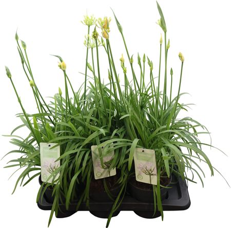 Agapanthus Summer Love White 5+