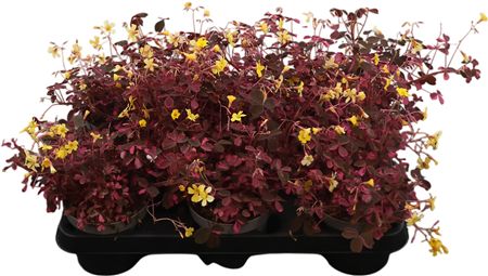 Oxalis Vulc. Roze
