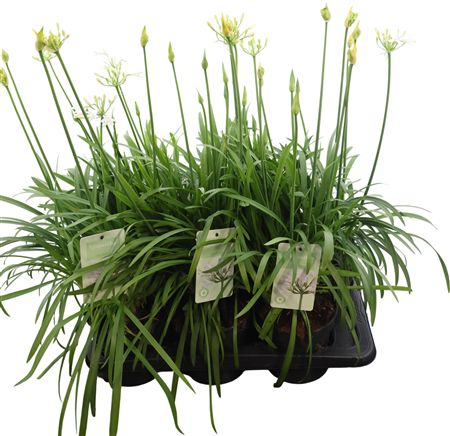 Agapanthus Summer Love White 5+