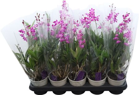 Dendrobium Berry Oda 2 Tak