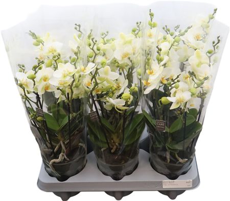 Phal Boquetto Beauty 3-5 Tak
