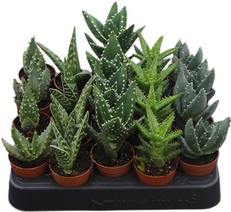 Aloe Gemengd