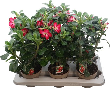 Adenium Anouk