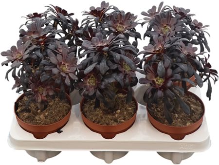 Aeonium Bushing Beauty