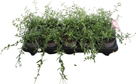 Erigeron