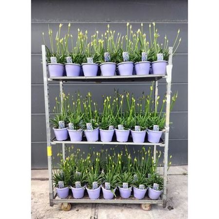 Agapanthus Crystal Line 6+