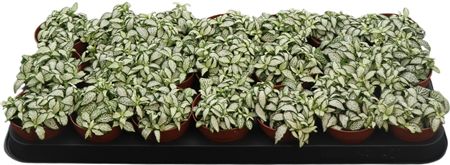 Fittonia White Forest Flame