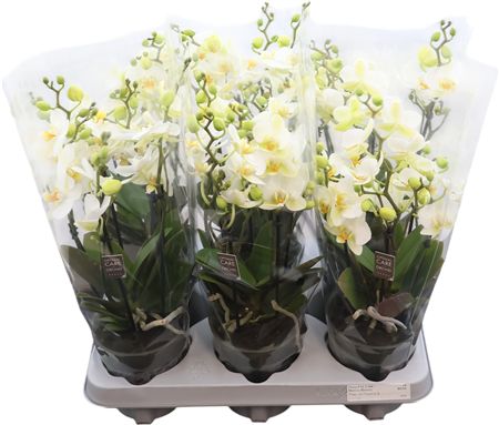 Phal Boquetto Beauty 3-5 Tak
