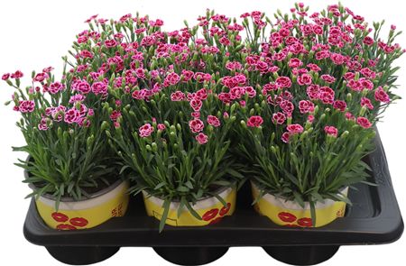 Dianthus Lucky Lips Lara