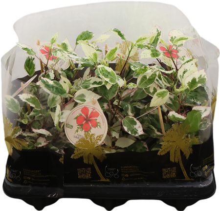 Hibis Rosa Sinensis Hybrid