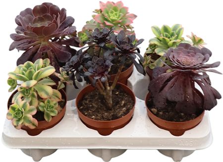 Aeonium Gemengd