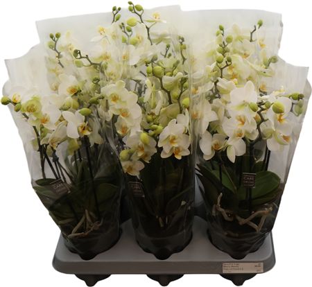 Phal Boquetto Beauty 3-5 Tak