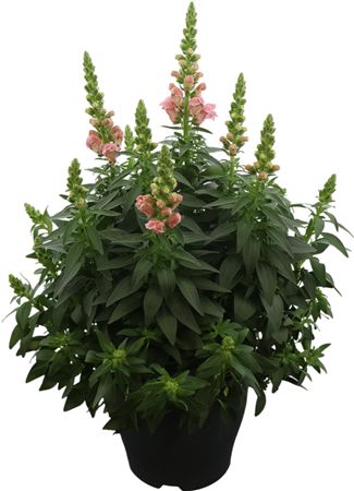 Antirrhinum Majus Pink Xl