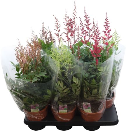 Astilbe Jap Gemengd