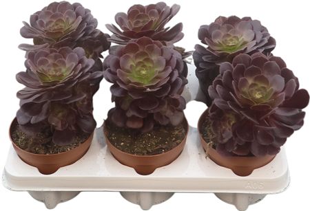 Aeonium Bushing Beauty