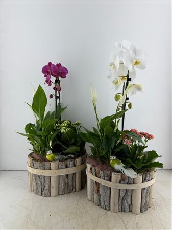 Arr (8) Phal Beukenhout Ovaal