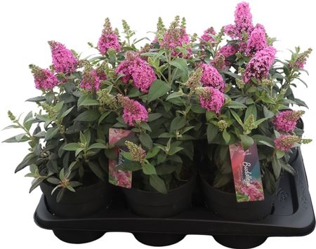 Buddleja Bfc Little Pink