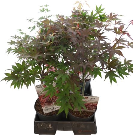Acer Pa Atropurpureum