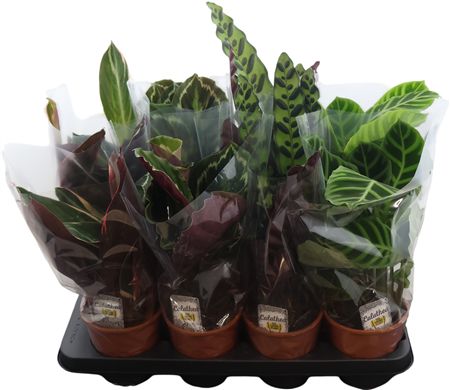 Calathea Gemengd